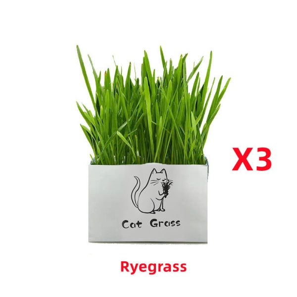 Soilless Organic Cat Grass Clean Oral Cat Supplies - Image 7