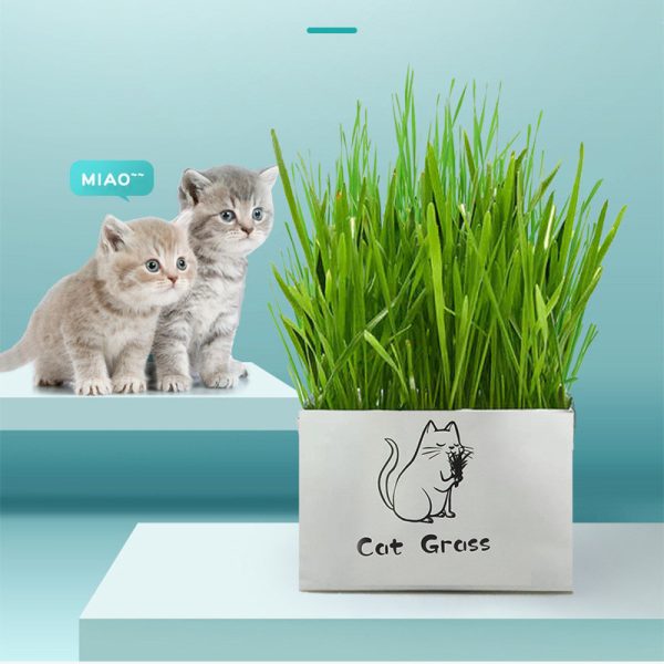 Soilless Organic Cat Grass Clean Oral Cat Supplies - Image 2